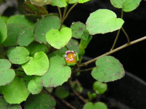 PROCUMBENS